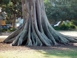 Radical - roots
