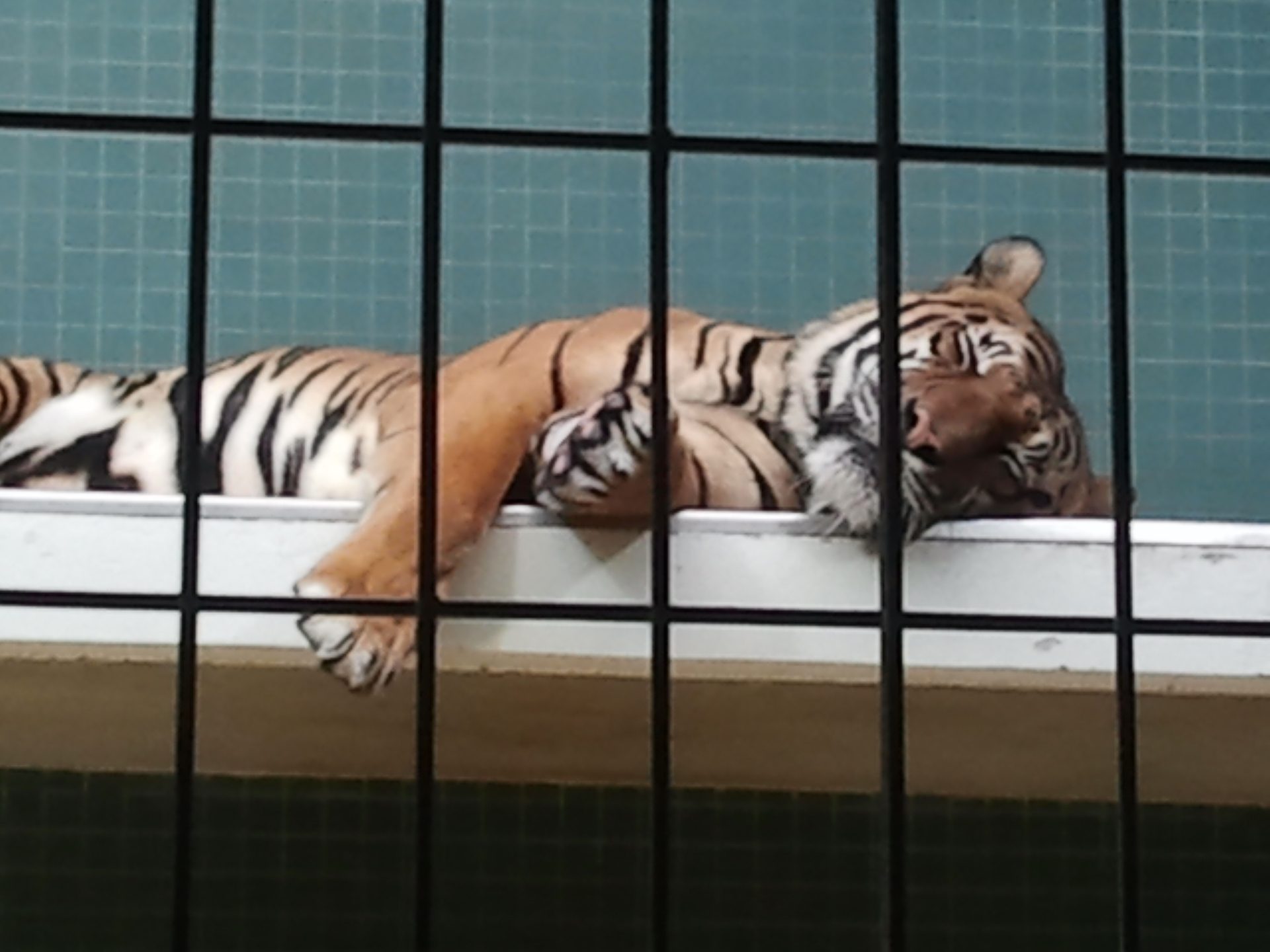 Sleeping Tiger