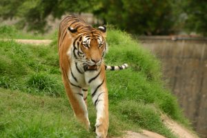 Running tiger