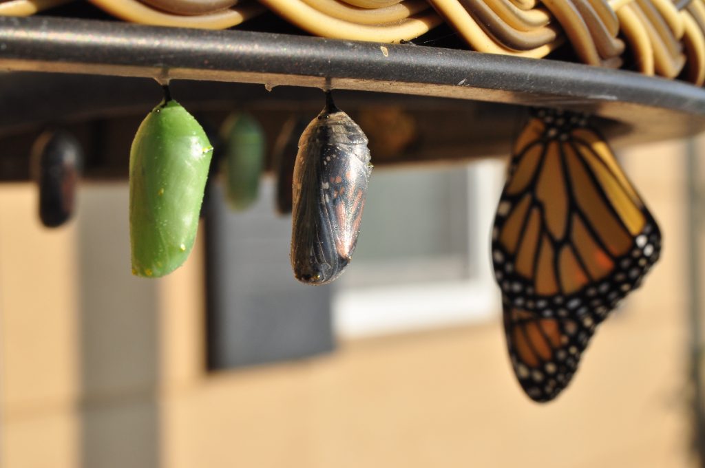 Butterfly and cocoons. Photo by Suzanne D Williams on Unsplash
