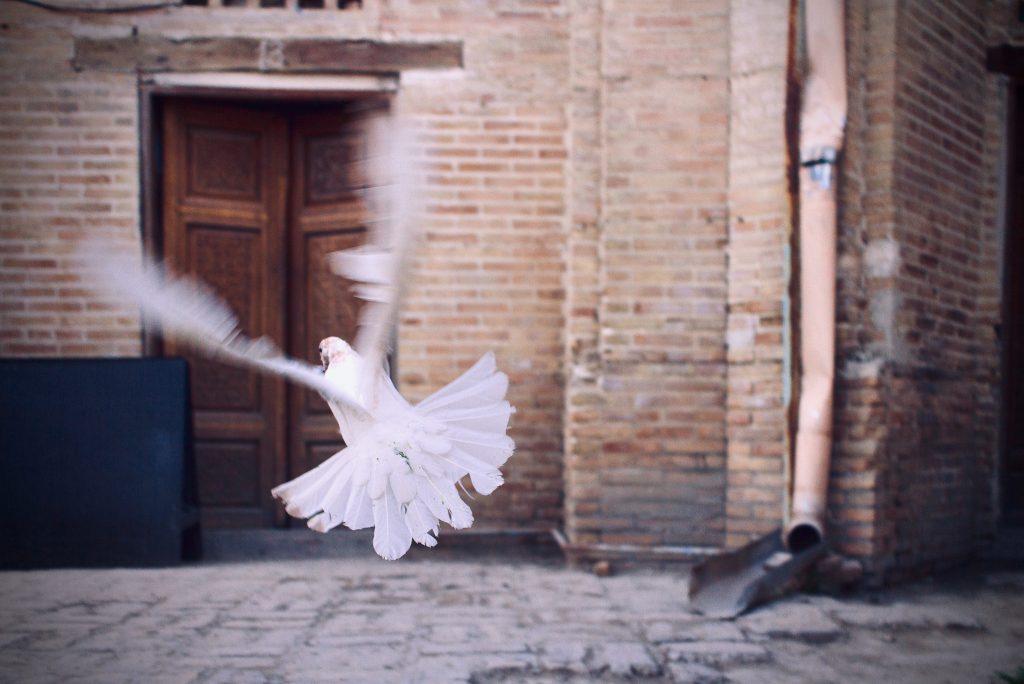 Dove flying away. Photo by Jarek Šedý on Unsplash