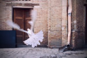 Dove flying away. Photo by Jarek Šedý on Unsplash