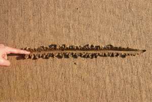 Line in the sand