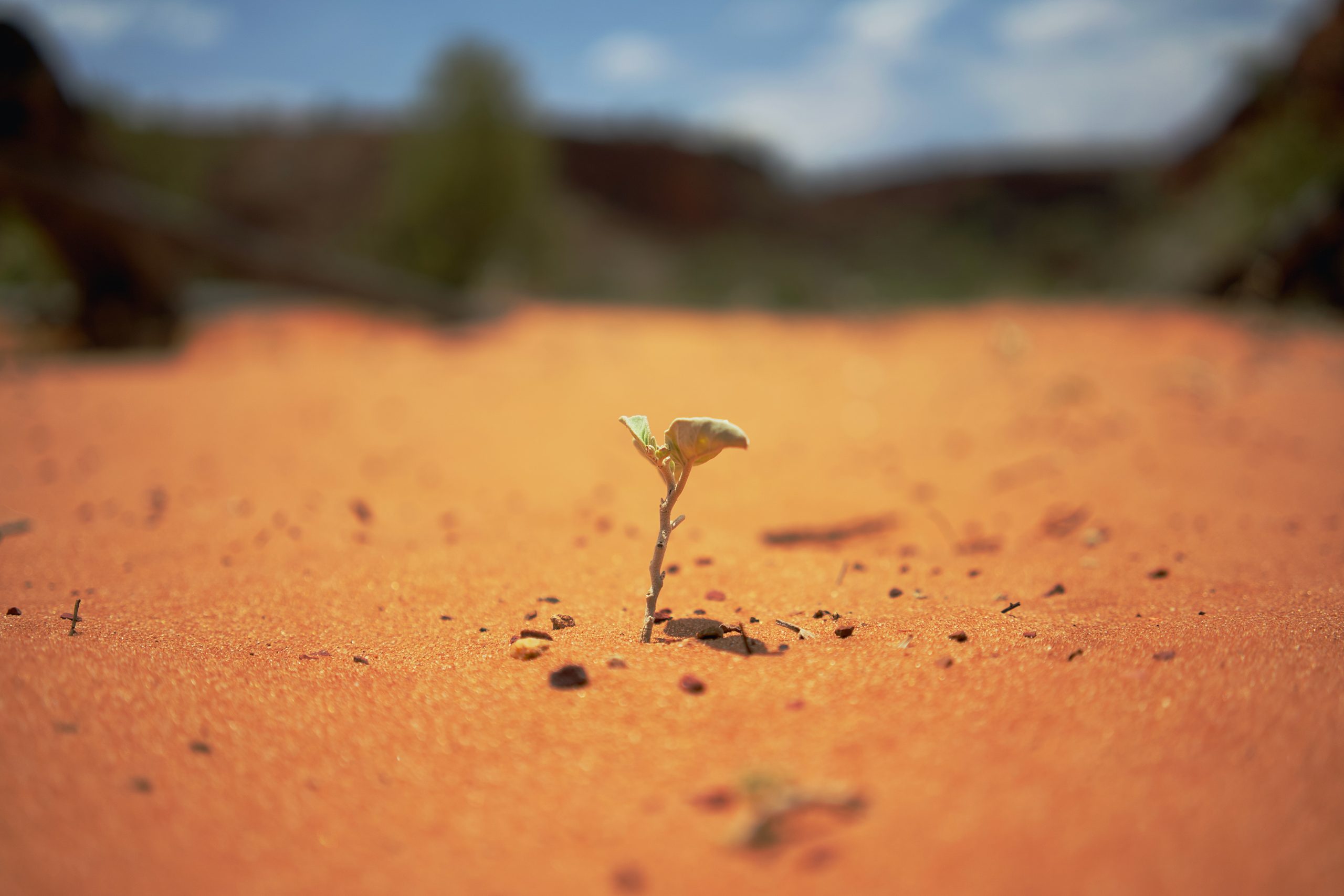 The Seed, the Many and the One